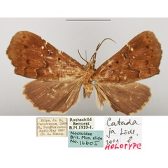 /filer/webapps/moths/media/images/J/ja_Catada_HT_BMNH.jpg