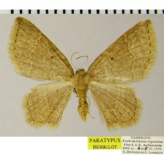 /filer/webapps/moths/media/images/M/macrozeta_Eois_PTF_ZSM.jpg