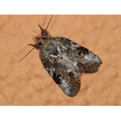 /filer/webapps/moths/media/images/T/transvalica_Selepa_A_Roland_01.jpg
