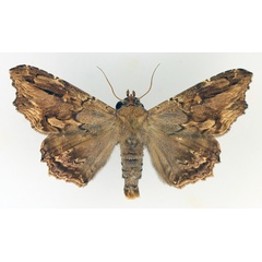 /filer/webapps/moths/media/images/A/alope_Lacera_AM_TMSA_02.jpg