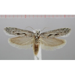 /filer/webapps/moths/media/images/K/karioscola_Picronarycia_HT_ZMHB.jpg