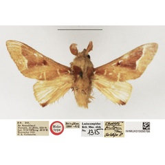 /filer/webapps/moths/media/images/F/finitorum_Streblote_HT_NHMUK.jpg