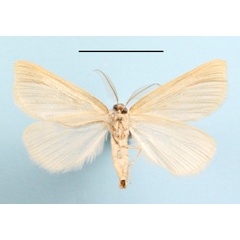 /filer/webapps/moths/media/images/P/periconia_Leucaniodes_A_MGCLb_01.JPG