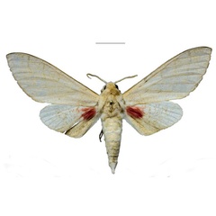 /filer/webapps/moths/media/images/M/morogoroensis_Neoclanis_HT_EMEMa.jpg