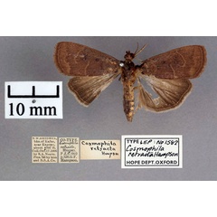 /filer/webapps/moths/media/images/R/retracta_Cosmophila_ST_OUMNH_01.jpg