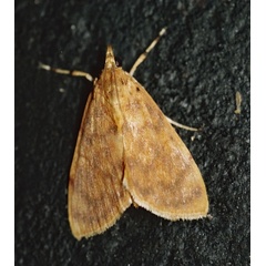 /filer/webapps/moths/media/images/O/olesialis_Pionebathra_A_Roland_01_2Qp7TMU.jpg