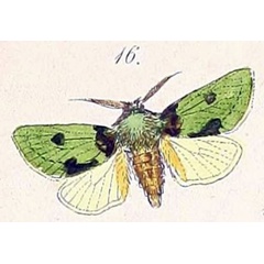 /filer/webapps/moths/media/images/G/gemmans_Pantoctenia_HT_Felder_1874_82-16.jpg