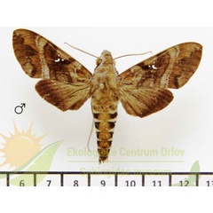 /filer/webapps/moths/media/images/C/comoroana_Nephele_AM_SMCR.jpg