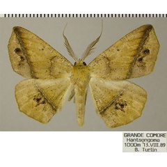 /filer/webapps/moths/media/images/F/ferruginaria_Psilocerea_AM_ZSMa.jpg
