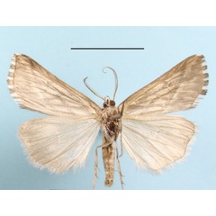 /filer/webapps/moths/media/images/T/trofonia_Argyrophora_AM_MGCLb_01.JPG