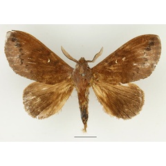 /filer/webapps/moths/media/images/S/stigmatica_Pachymetoides_AM_Basquin_01.jpg