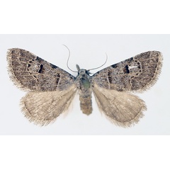 /filer/webapps/moths/media/images/V/venata_Chusaris_AF_TMSA_01.jpg