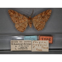 /filer/webapps/moths/media/images/B/burgeoni_Colocleora_HT_RMCA_01.jpg