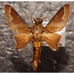 /filer/webapps/moths/media/images/A/aethiopica_Streblote_AM_Stroehle.jpg