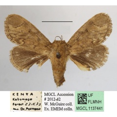 /filer/webapps/moths/media/images/H/hyperocha_Rhyptiera_A_MGCLa_01.JPG