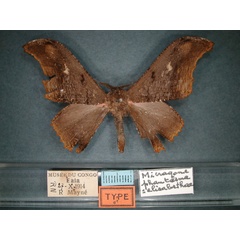 /filer/webapps/moths/media/images/P/phantasma_Micragone_HT_RMCA_01.jpg