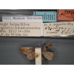 /filer/webapps/moths/media/images/P/prouti_Neostega_HT_RMCA_02.jpg