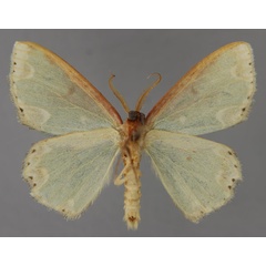 /filer/webapps/moths/media/images/F/florilimbata_Archichlora_HT_ZSM_02.jpg