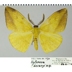 /filer/webapps/moths/media/images/D/decaryi_Hylemera_AM_ZSMa.jpg