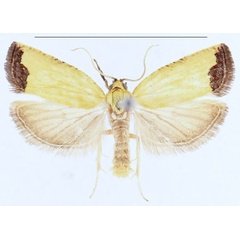 /filer/webapps/moths/media/images/C/citrina_Phalarocarpa_PTM_MHNG_1njt7Sg.jpg