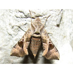 /filer/webapps/moths/media/images/N/nana_Sphingonaepiopsis_A_Goff_02.jpg