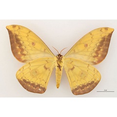 /filer/webapps/moths/media/images/J/jolyanorum_Aurivillius_AT_RBINS_02.jpg