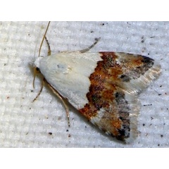 /filer/webapps/moths/media/images/H/hemichiona_Eublemma_A_Liebenberg.jpg