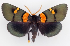 Egybolis vaillantina