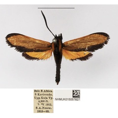 /filer/webapps/moths/media/images/E/euxantha_Netrocera_AM_NHMUK.jpg