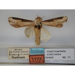 /filer/webapps/moths/media/images/C/clarinota_Neostichtis_HT_RMCA.jpg