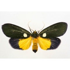 /filer/webapps/moths/media/images/V/viridis_Carpostalagma_A_Albert.JPG