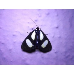 /filer/webapps/moths/media/images/L/leucomelas_Stemonoceras_A_Ajibade_02.jpg