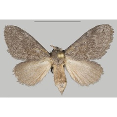 /filer/webapps/moths/media/images/S/sophia_Auripluvia_PTF_USTTB_01.jpg