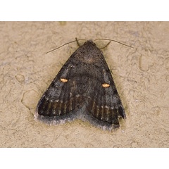 /filer/webapps/moths/media/images/N/namacensis_Acantholipes_A_Roland.jpg
