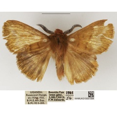 /filer/webapps/moths/media/images/L/leucostigma_Lechriolepis_AM_NHMUK_02.jpg