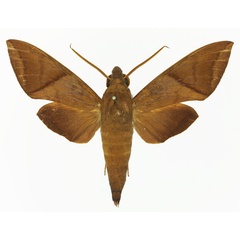 /filer/webapps/moths/media/images/A/aequivalens_Nephele_AM_Basquin_03.jpg