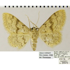 /filer/webapps/moths/media/images/W/wittmeri_Idaea_AM_ZSMa.jpg