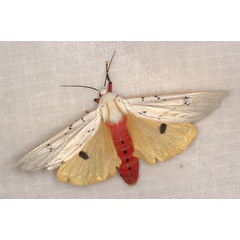 /filer/webapps/moths/media/images/S/similis_Rhodogastria_A_Heyns_02.jpg