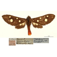 /filer/webapps/moths/media/images/L/latoplaga_Apisa_HT_RBINSa.jpg