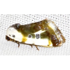 /filer/webapps/moths/media/images/N/natalis_natalis_Emmelia_A_Braun_05.jpg