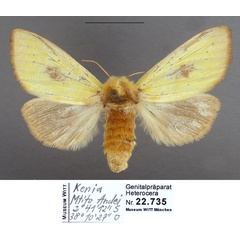 /filer/webapps/moths/media/images/P/pyrasa_Antheua_PTF_MWM.jpg