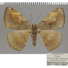 /filer/webapps/moths/media/images/C/crypsispila_Chelotephrina_AF_ZSM.jpg