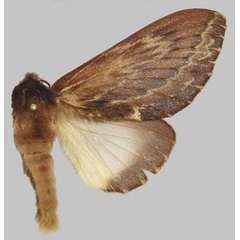 /filer/webapps/moths/media/images/F/fulgurata_Lasiocesa_AF_RMCA.jpg