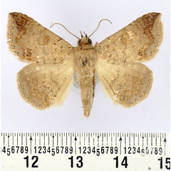 /filer/webapps/moths/media/images/C/congregata_Ericeia_AM_BMNH.jpg