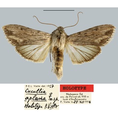 /filer/webapps/moths/media/images/A/aplana_Cucullia_HT_MNHN.jpg