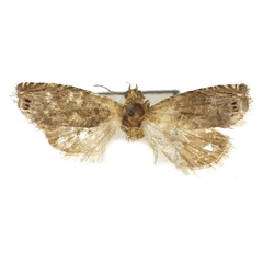 /filer/webapps/moths/media/images/B/boavistae_Fulcrifera_PTM_Bassi.jpg