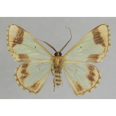 /filer/webapps/moths/media/images/I/ioura_Zamarada_PTM_ZSMb.jpg