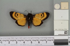 Daphoenura fasciata