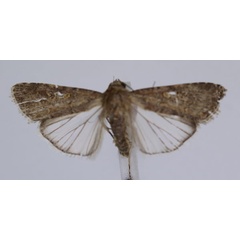 /filer/webapps/moths/media/images/E/exigua_Spodoptera_A_JMonks_02.jpg