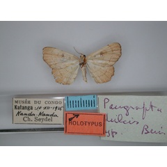 /filer/webapps/moths/media/images/D/dulcis_Pangrapta_HT_RMCA_01.jpg